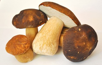Скарби лісу на вашому столі: все про користь грибів