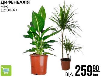 ДИФЕНБАХІЯ Мікс 12*30-40