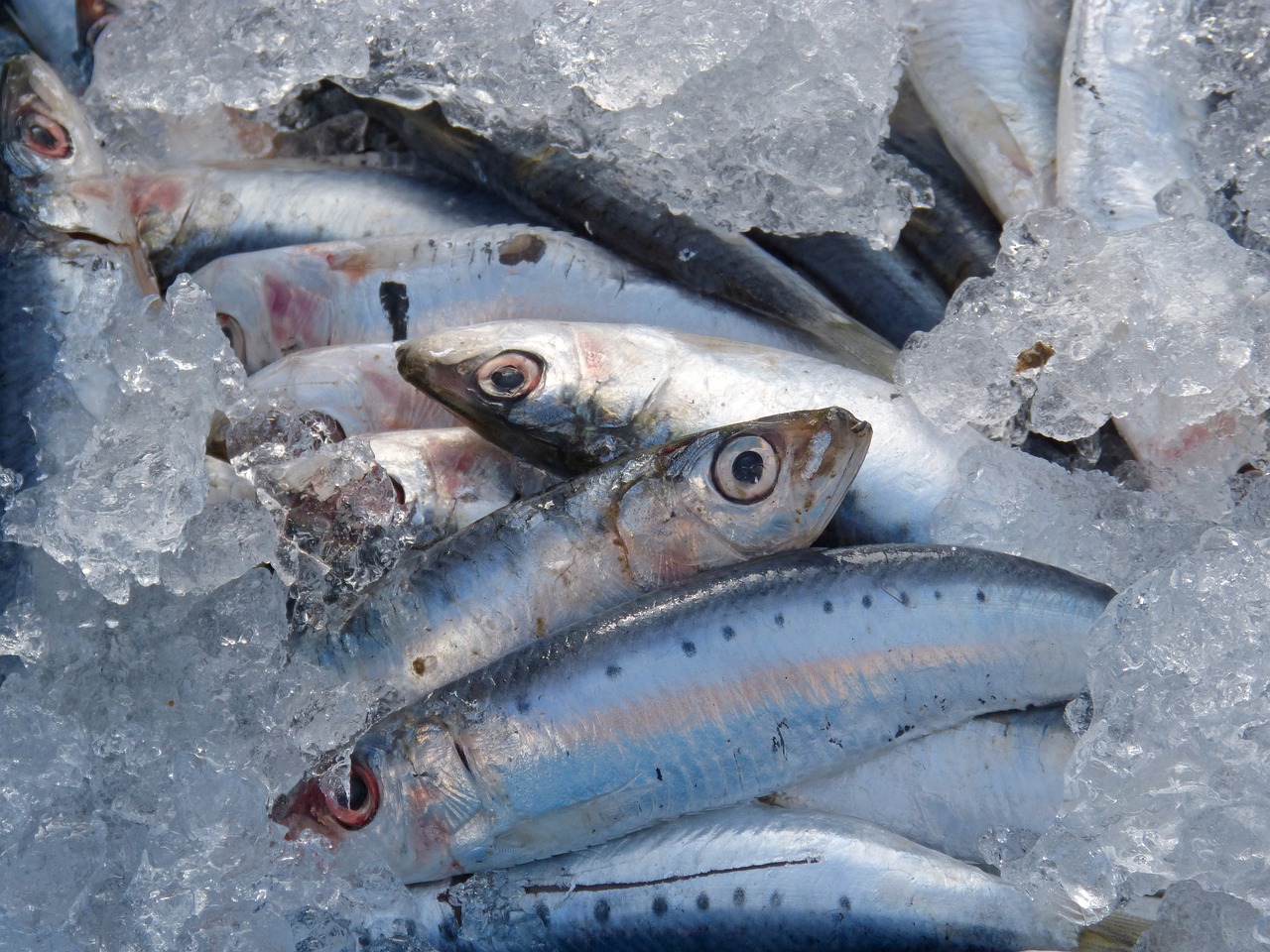 Замена красного мяса на мелкую рыбу может спасти миллионы жизней и окружающую среду