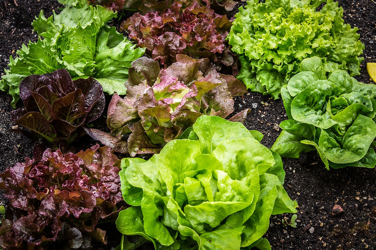 Хрусткий салат надовго: як зберегти його свіжим на кілька тижнів