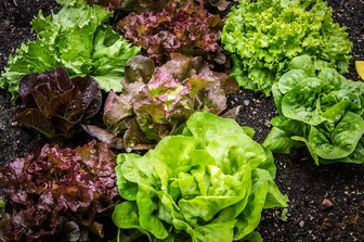 Хрустящий салат надолго: как сохранить его свежим на несколько недель