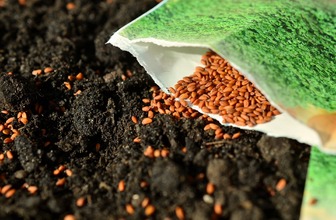 Сколько живут семена: проверяем качество и храним правильно