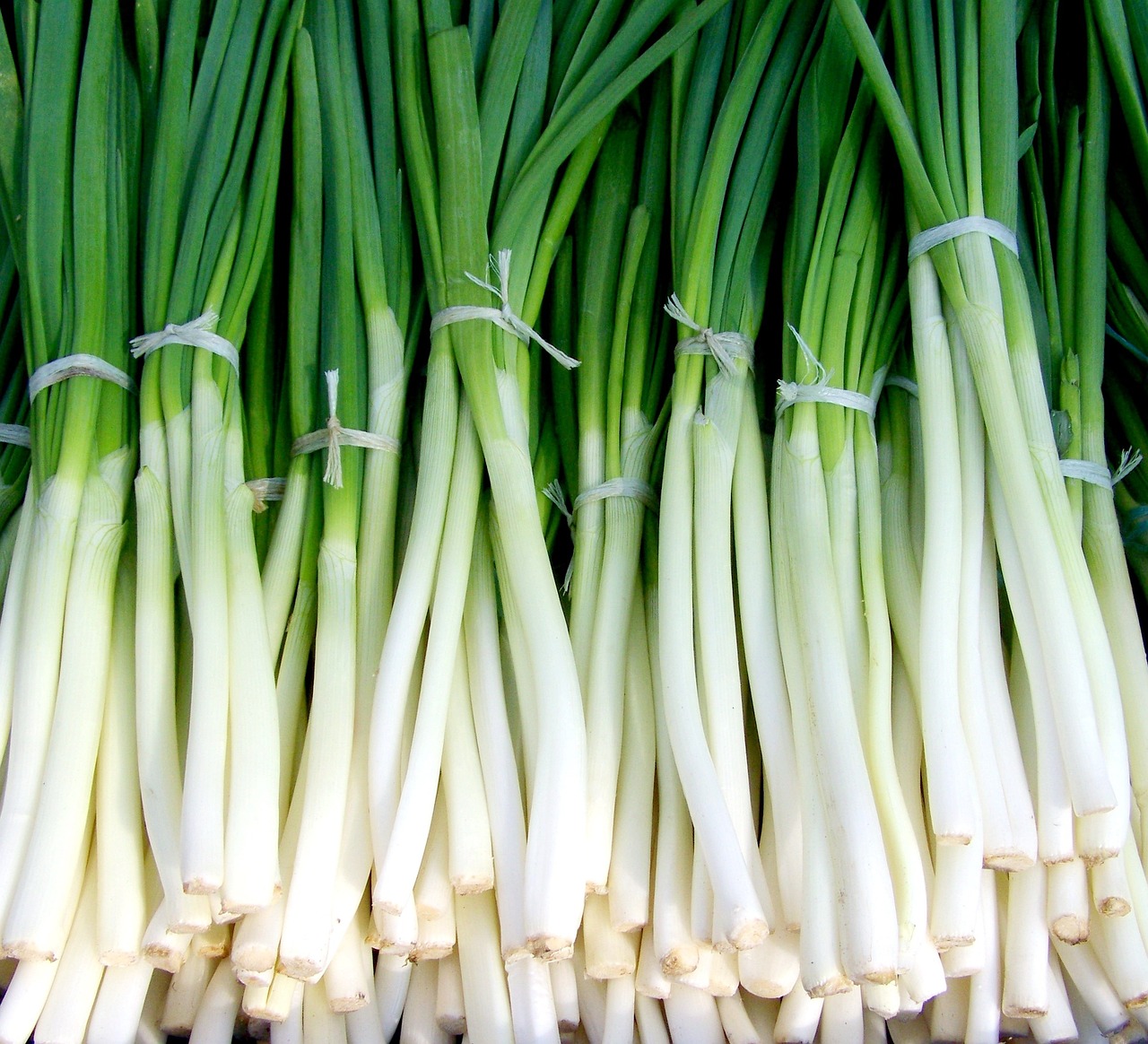 5 простых способов сохранить зеленый лук свежим