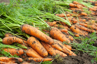 Коли сіяти моркву у відкритий ґрунт навесні 2024 року, щоб отримати багатий врожай