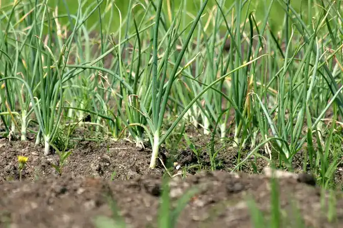 Чому жовтіє часник та як цьому запобігти