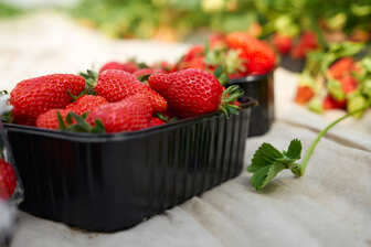 Сезонна ягода: де найдешевше купити полуницю