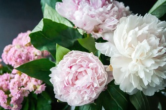 Как сохранить красоту пионов: что сделать, чтобы цветы дольше радовали вас