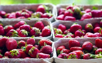 Як зберегти полуницю на зиму: 5 секретів свіжості та смаку