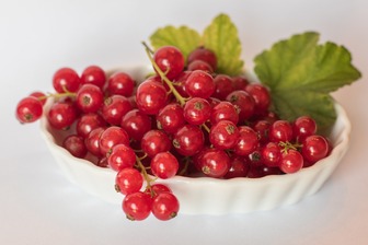 Красная смородина на диете: калорийность ягоды и польза для похудения