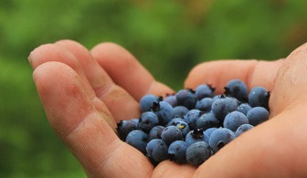 Дикие ягоды: сокровища леса с преимуществами для здоровья