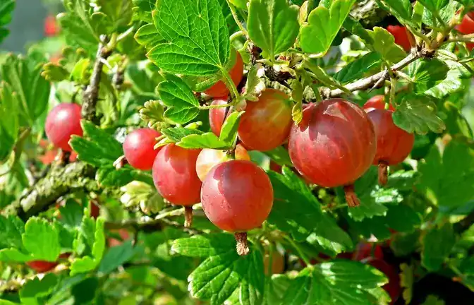 Секрети аґрусу: чому ця ягода така корисна