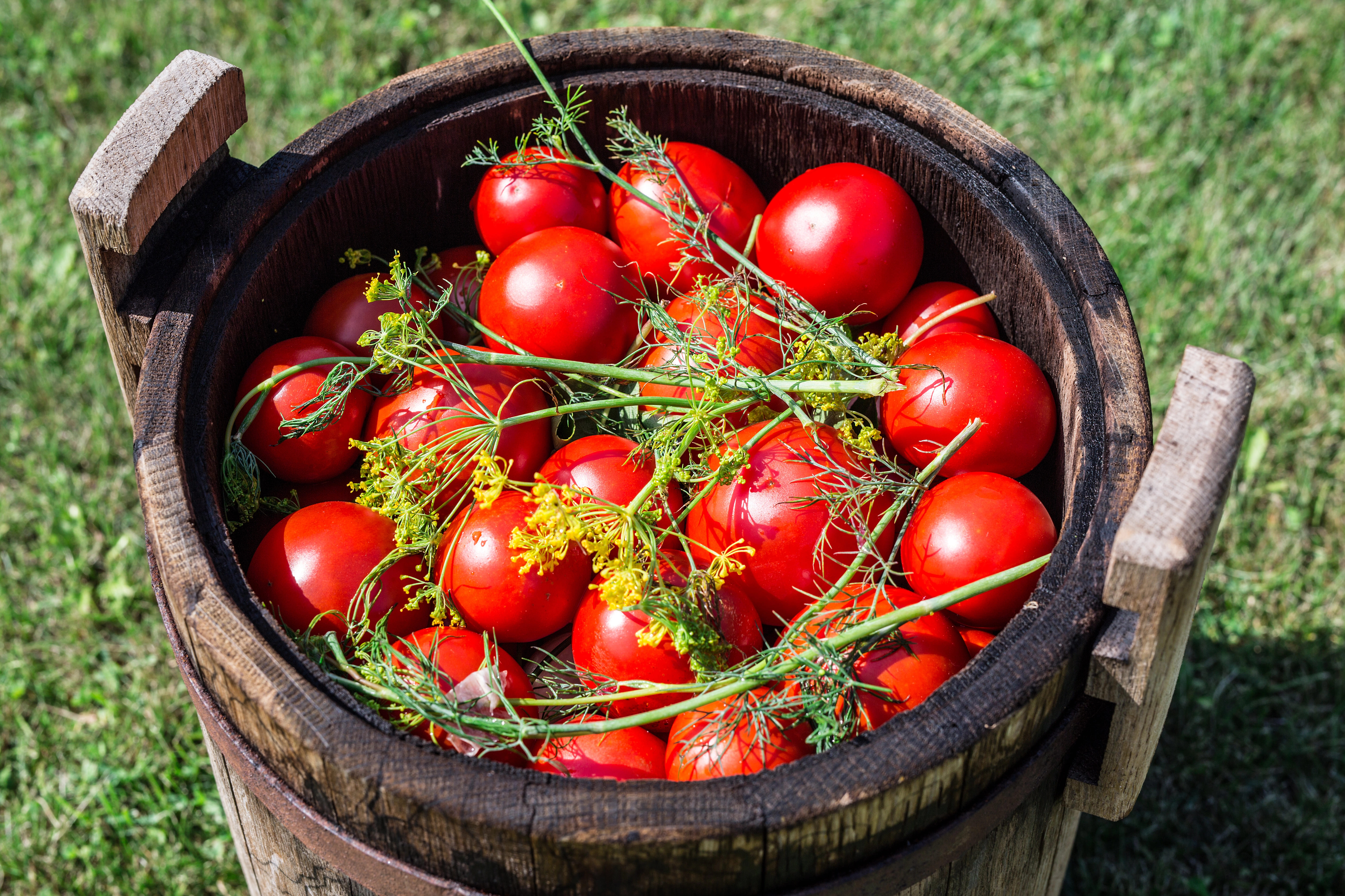 Вкусные квашеные помидоры как из бабушкиной бочки